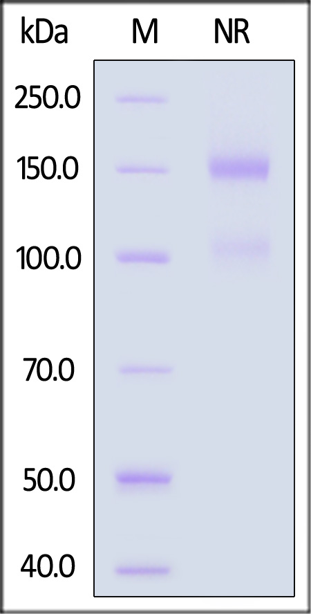 IT1-H82Wb-sds