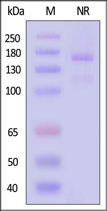 IT1-R52W9-sds
