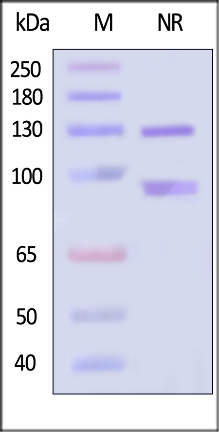 IT3-H52W8-sds