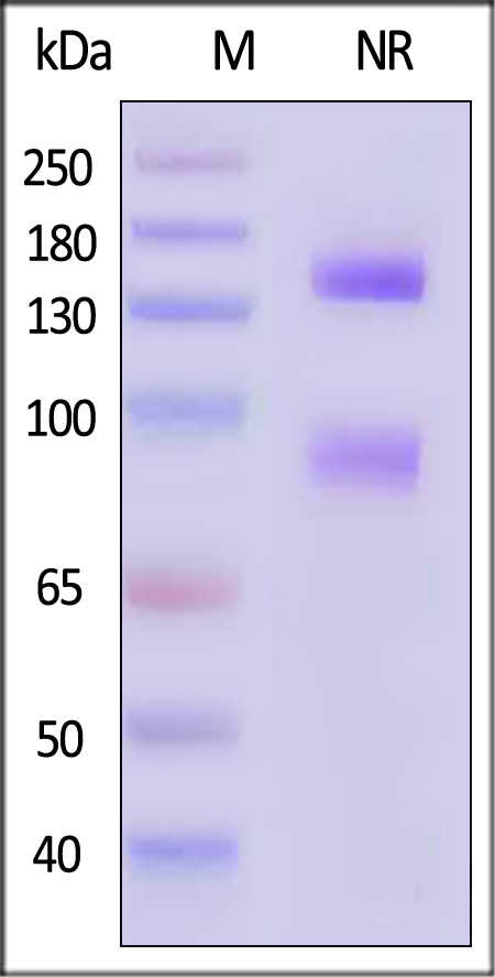 IT6-H52E1-sds