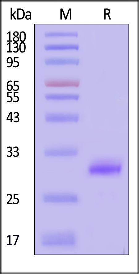KA2-H5214-sds