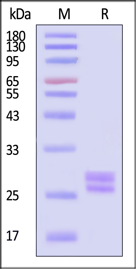 KA7-H5213-sds