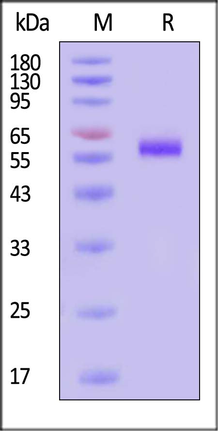 LA3-M52H5-sds