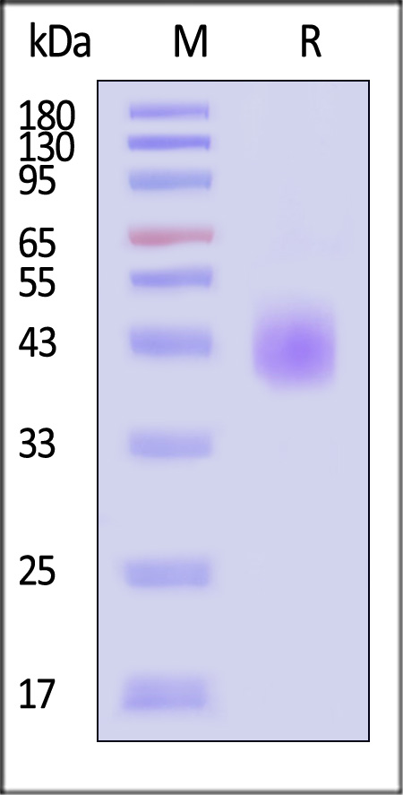 LAP-H5213-sds