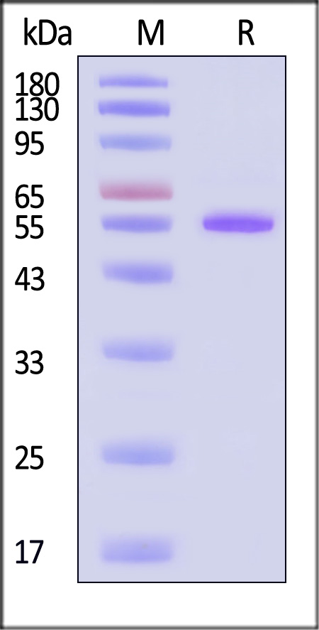 LEN-H52H3-sds