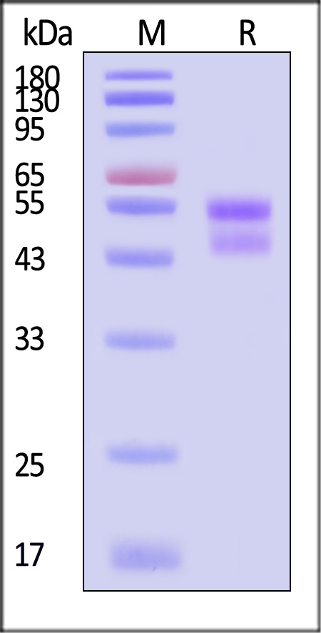 LEN-M52H3-sds