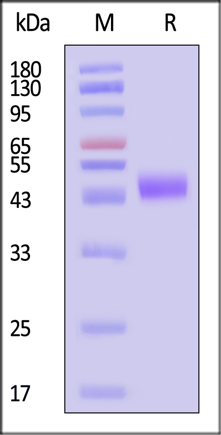 LG9-H5244-sds