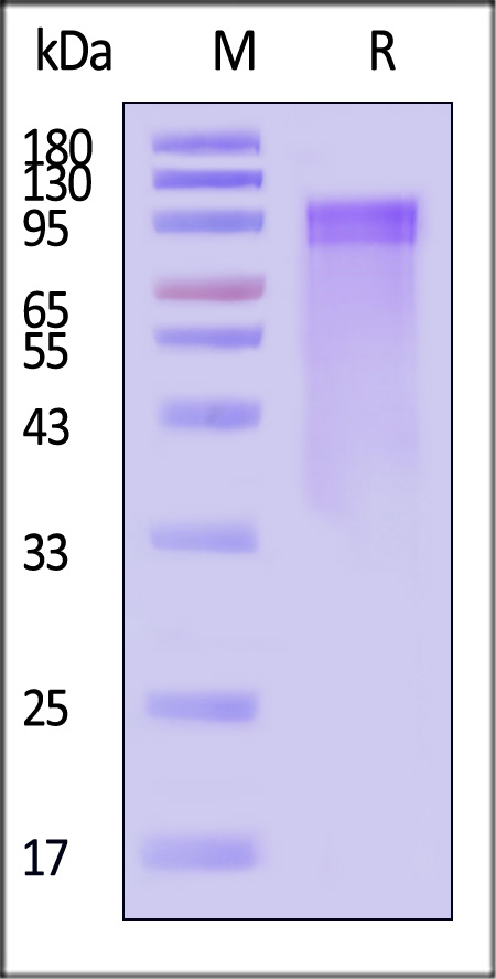 LR1-H5255-sds