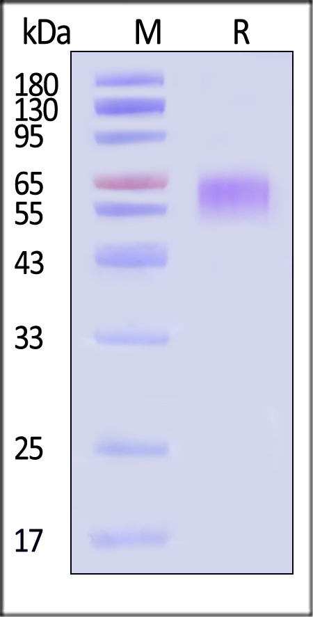 LV1-C52H5-sds