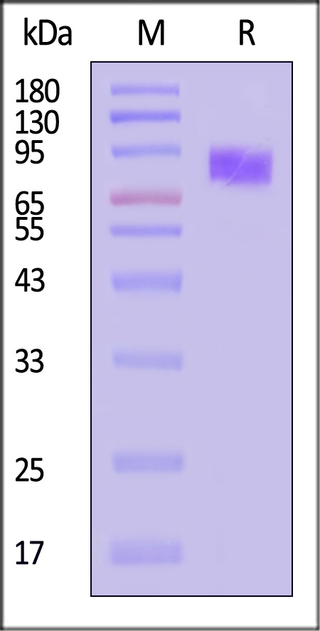 LV1-H5254-sds