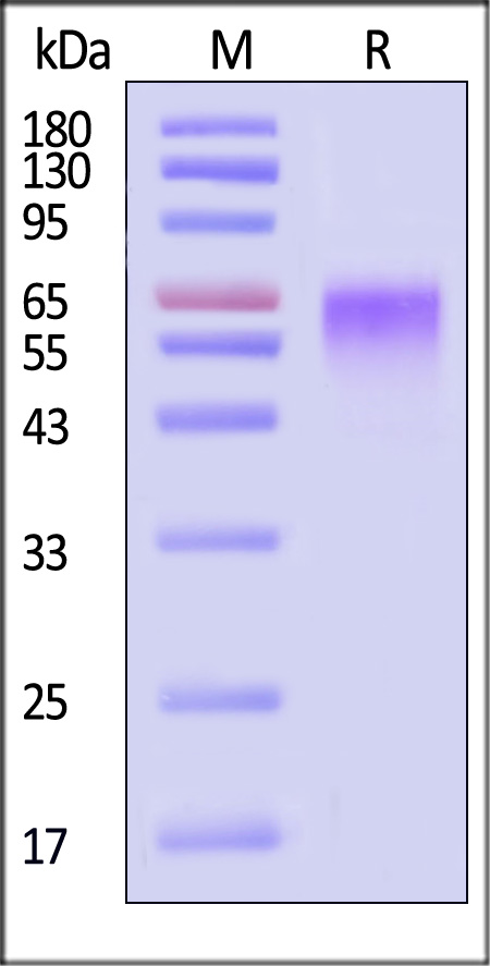 LV1-R52H9-sds