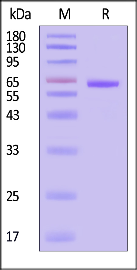 LY2-H5243-sds
