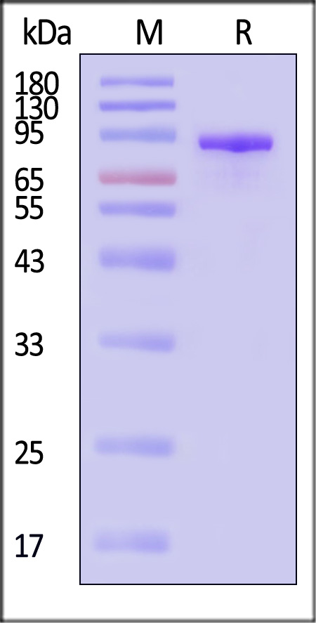 LY2-H5263-sds