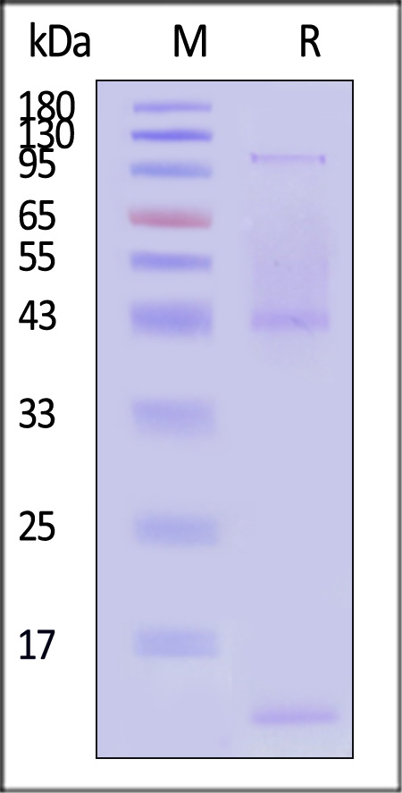 MA9-C52C9-sds