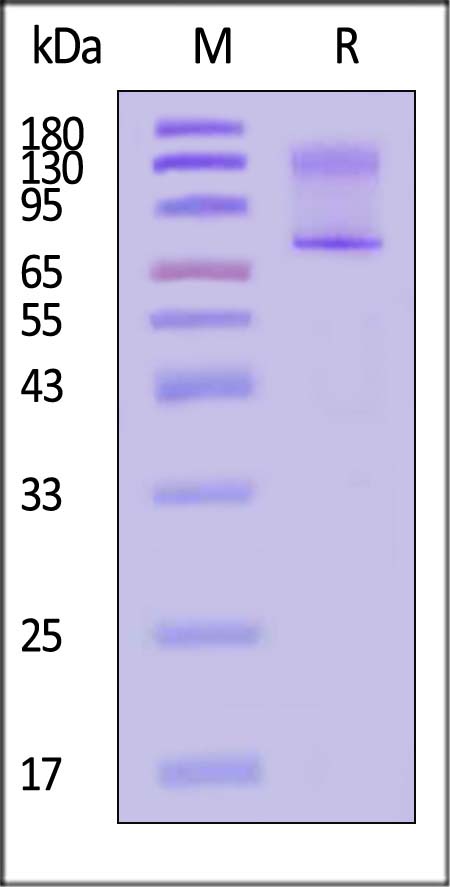 MU1-H5254-sds