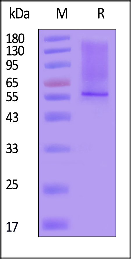 MU1-H52H7-sds