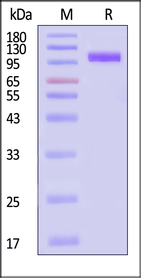 NC1-H5223-sds