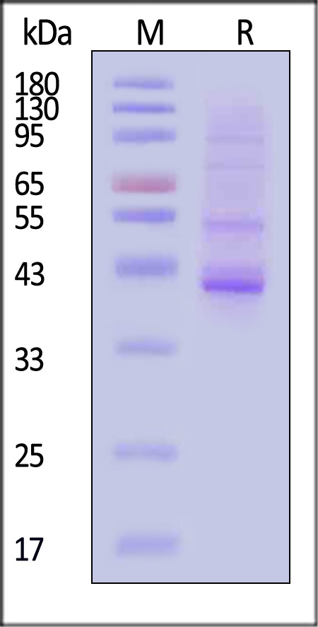 NC1-H5259-sds