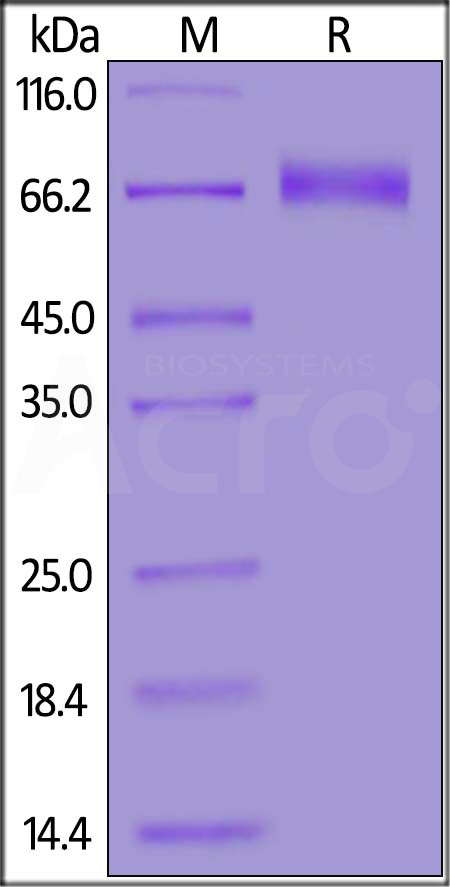 NC4-H5258-sds