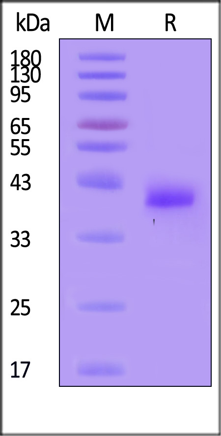 NE4-H52H3-sds