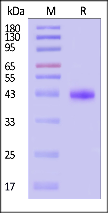 NE4-H82E7-sds
