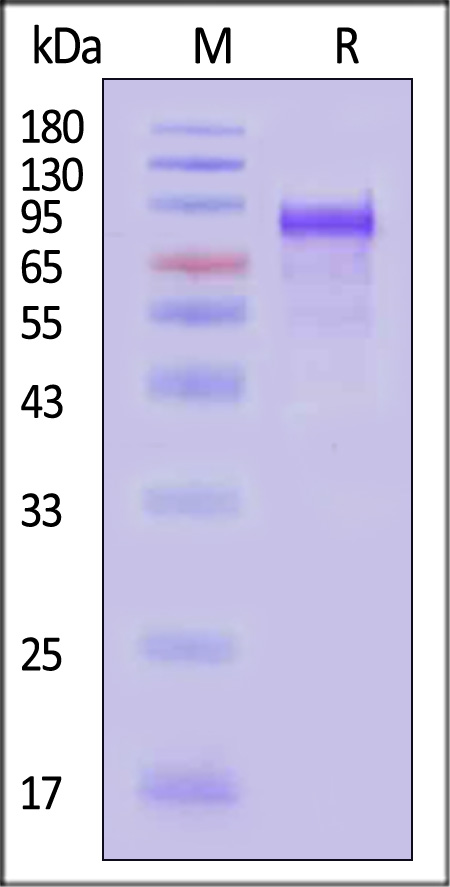 NEE-V524m-sds