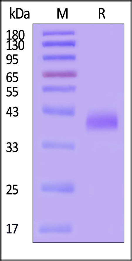 NK6-H82E2-sds