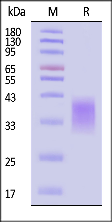 NKA-H5244-sds
