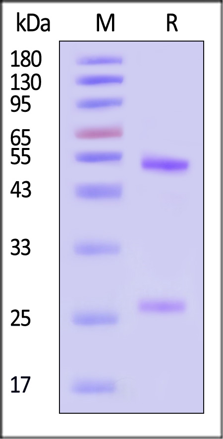 NO1-MY2228-sds