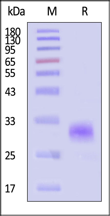 NON-H5219-sds