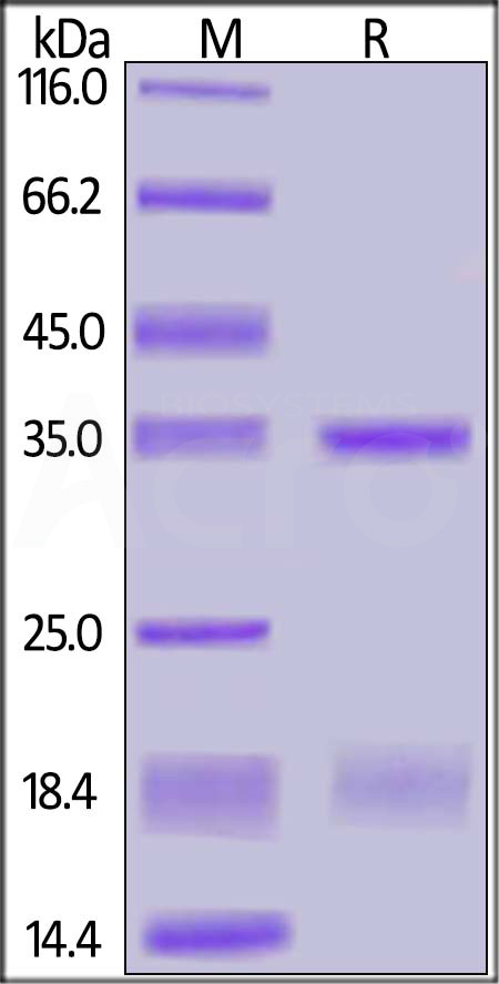 NS0-C51W3-sds