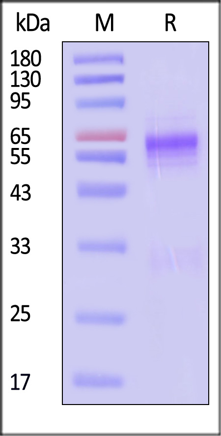 NUN-S5229-sds