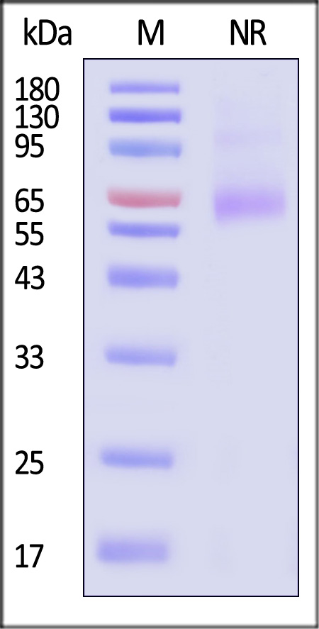 OXL-H5243-sds