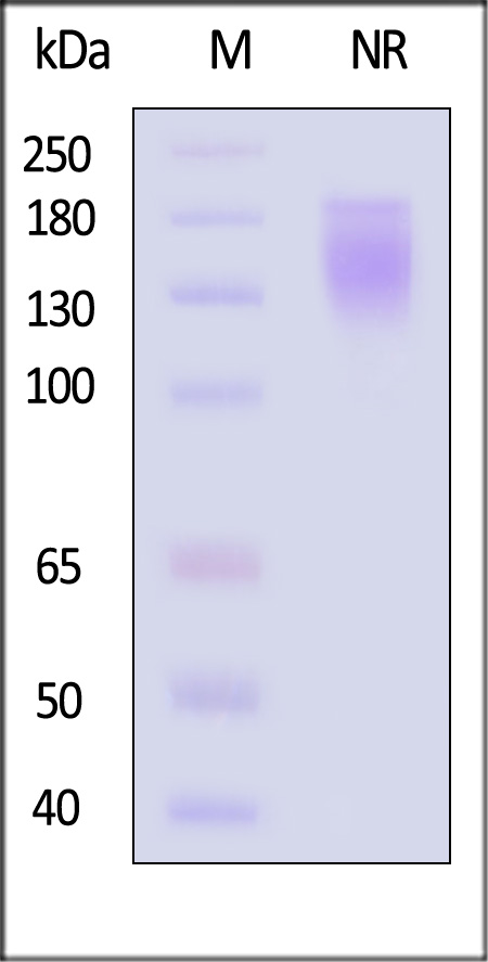 OXL-H5266-sds