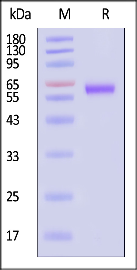 OXL-H82F4-sds