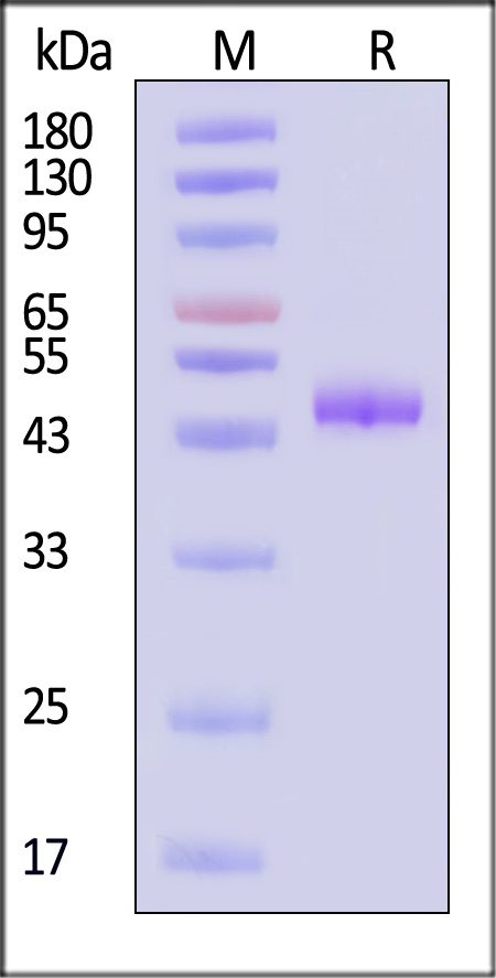 OXL-M5263-sds