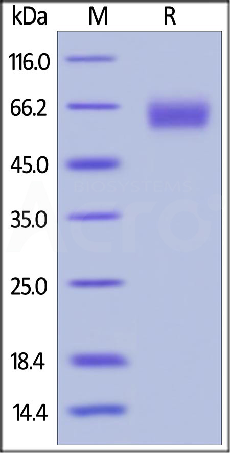 PD-1 SDS-PAGE