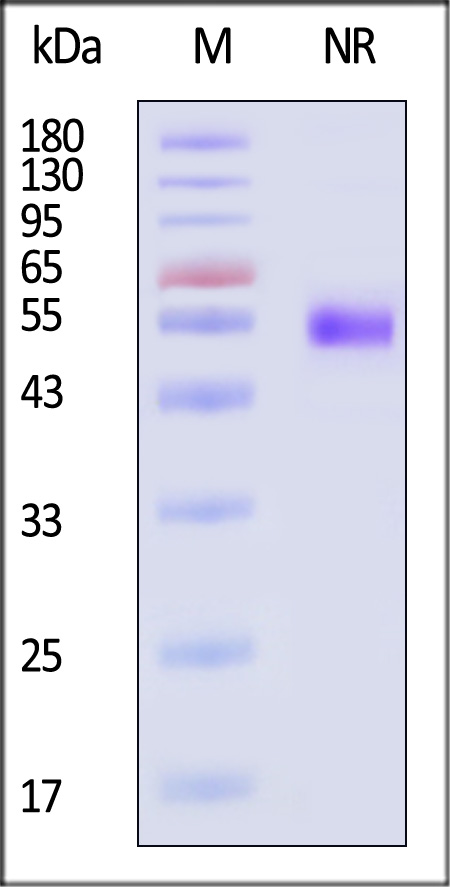 PRN-V52H4-sds