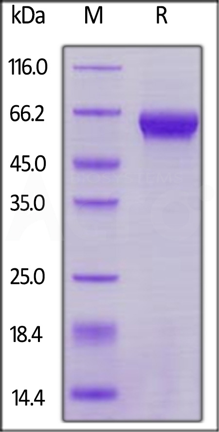 RO1-H821y-sds