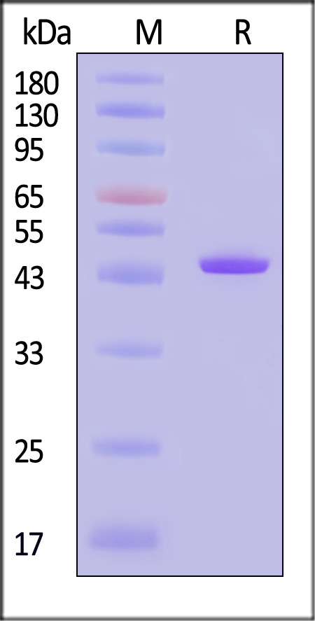 RPL-P3141-sds