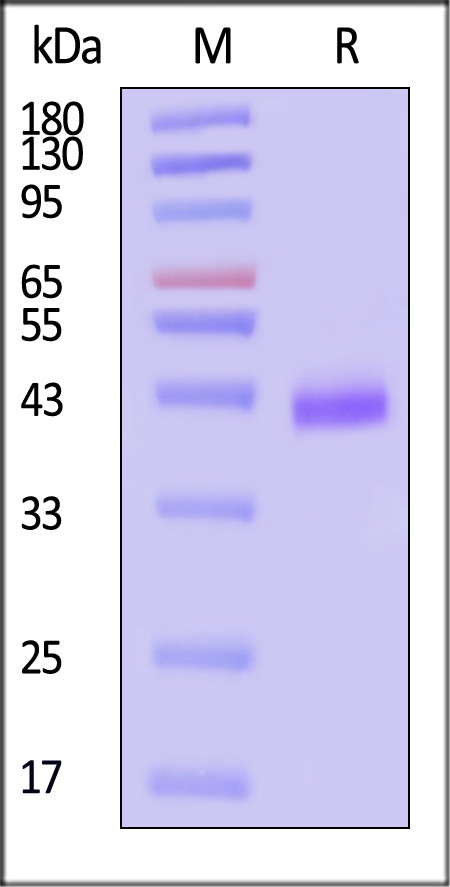 RS1-H4221-sds