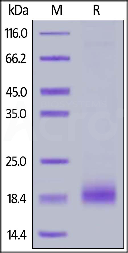 SE1-H5227-sds