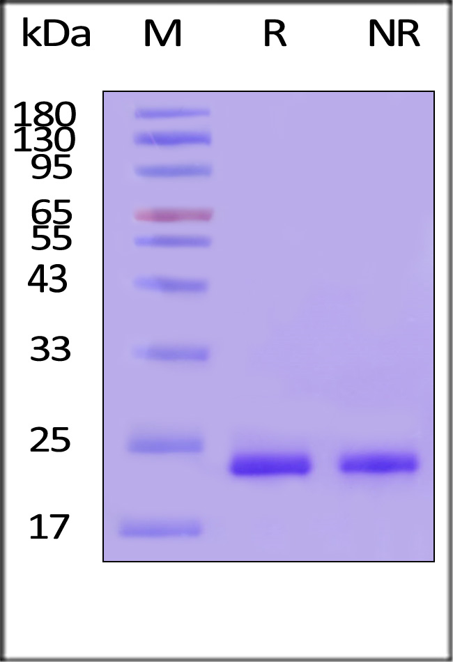 SH7-H5116-sds