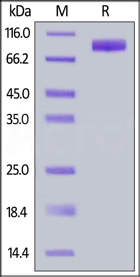 SI9-H5256-sds