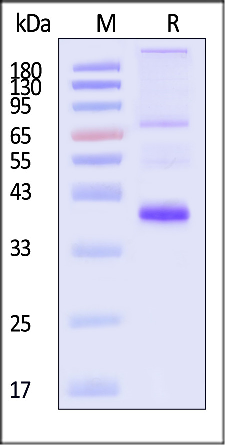 ST1-H5283-sds