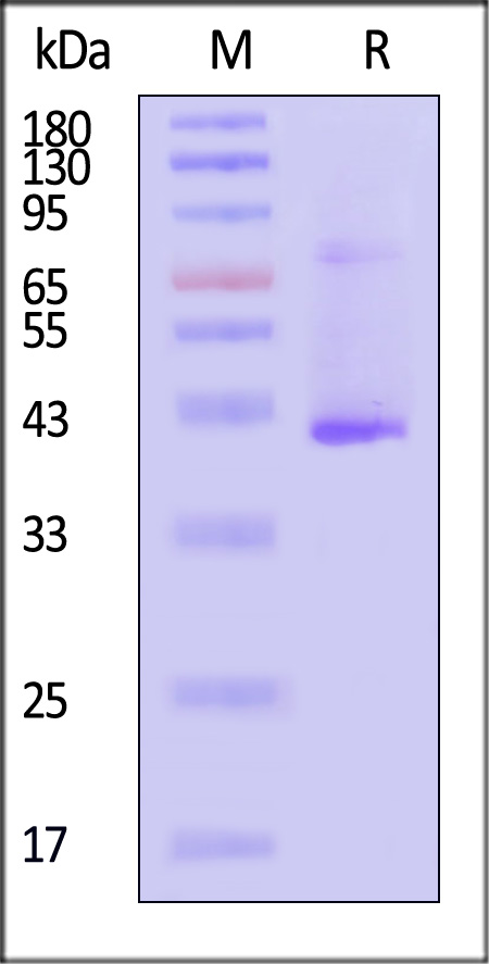 ST1-H82D3-sds