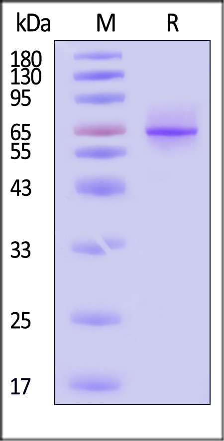 SY1-H5253-sds