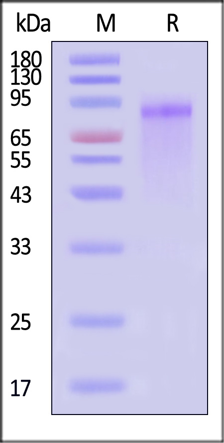 TEN-H52H3-sds