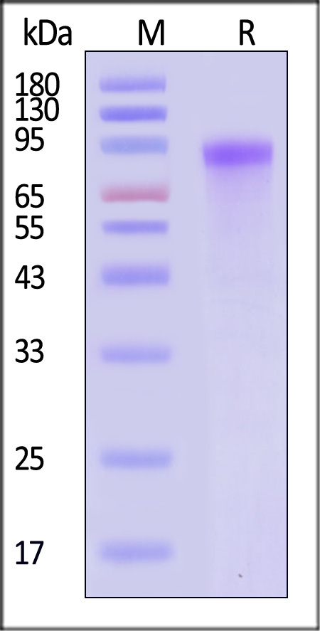 TEN-M52H3-sds