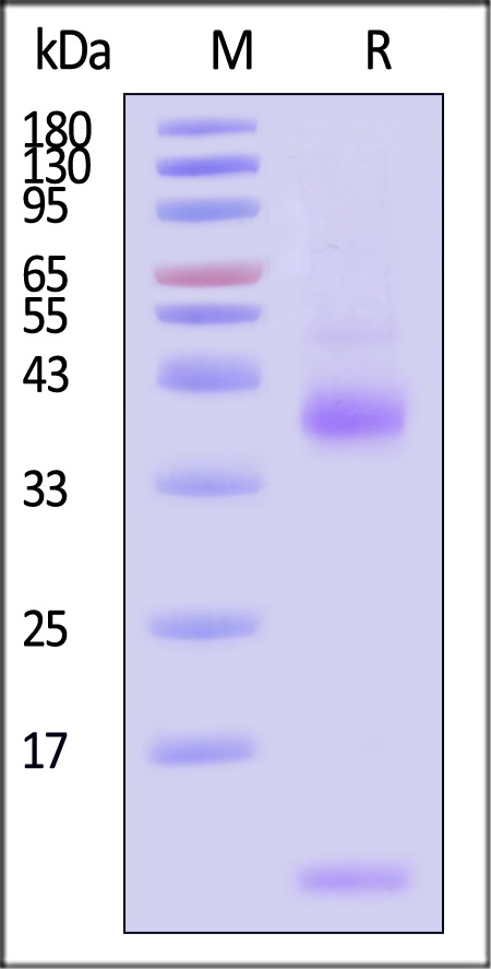 TG1-H524x-sds